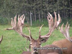 Red Deer Sires