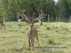 Red Deer Sires from Shakaree Red Deer Farm