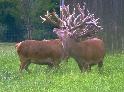 The Finest Red Deer Stock In North America